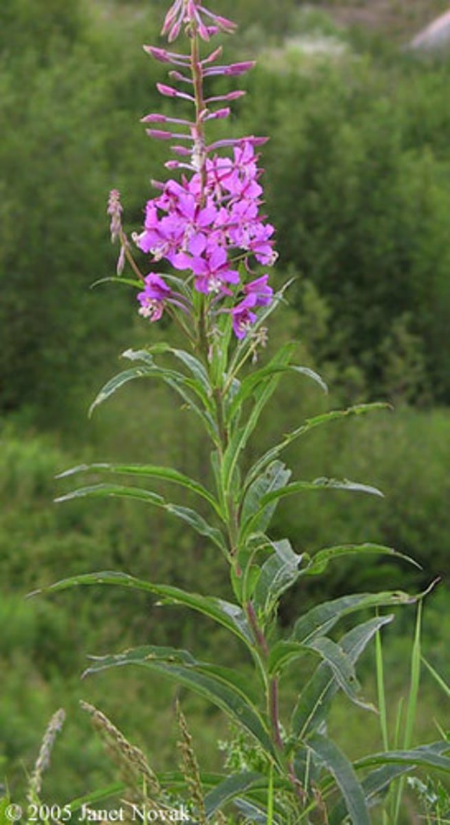 <p>Chamerion angustifolium</p>