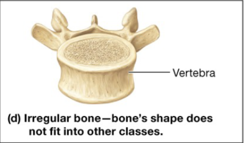 <p>Irregular shapes</p><p>ex. the vertebrae</p>