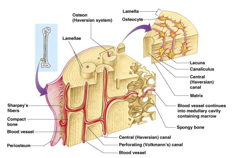 <p>An osteon is the structural unit of mature bone consisting of concentric layers of lamellae arranged around a central canal. It forms a tubular unit that runs the length of the bone.</p>