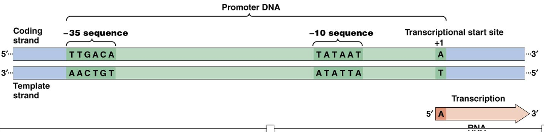 <ul><li><p><span>The transcription start site is almost always a <strong>purine and usually an adenine</strong></span></p></li><li><p style="text-align: left;"><span>About 10 bp upstream of the start site is the sequence <strong>TATAAT, called the <em>–10 sequence </em>or the <em>Pribnow box</em></strong></span></p></li><li><p style="text-align: left;"><span>At or near the <em>–</em>35 position is the sequence <strong>TTGACA, called the <em>–35 sequence</em></strong></span></p></li></ul><p></p>