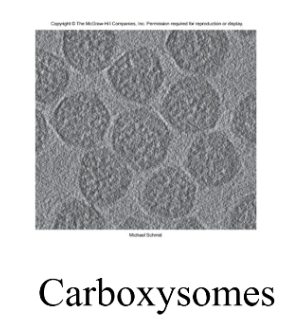 <p>carboxysomes</p>