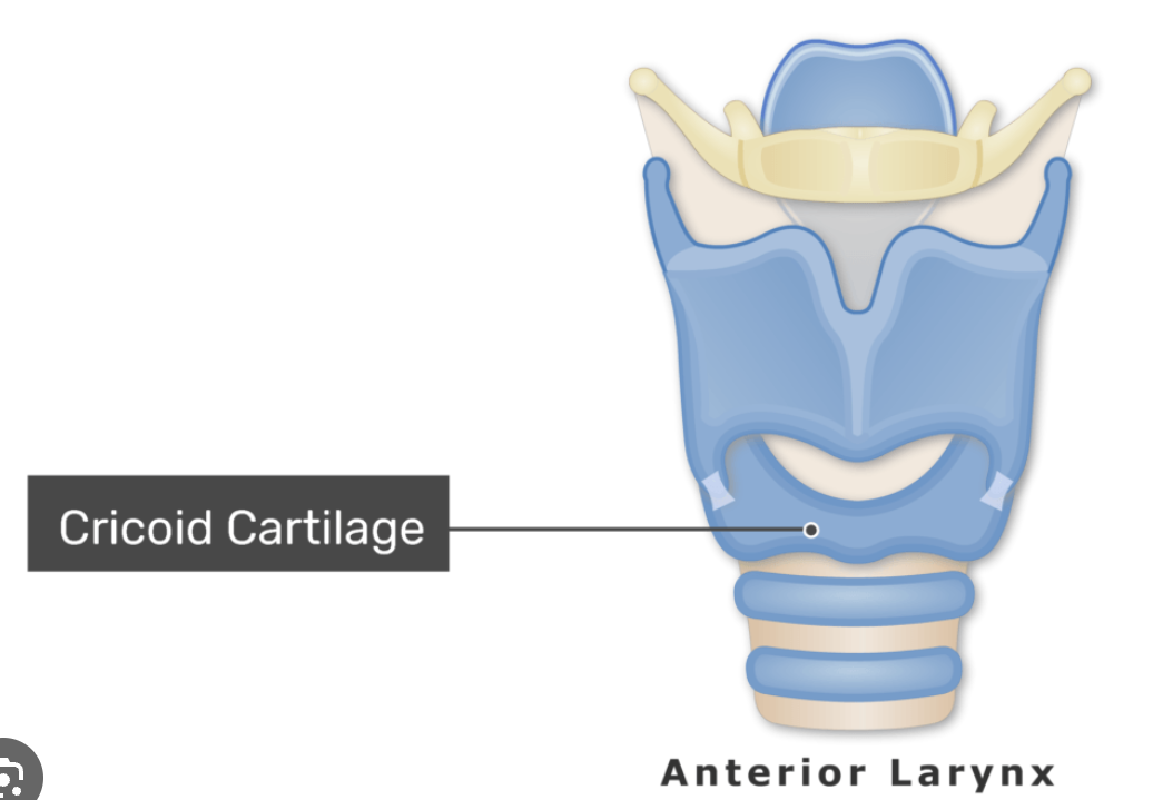 <p>Ring-shaped cartilage inferior to thyroid cartilage; maintains airway openness.</p>
