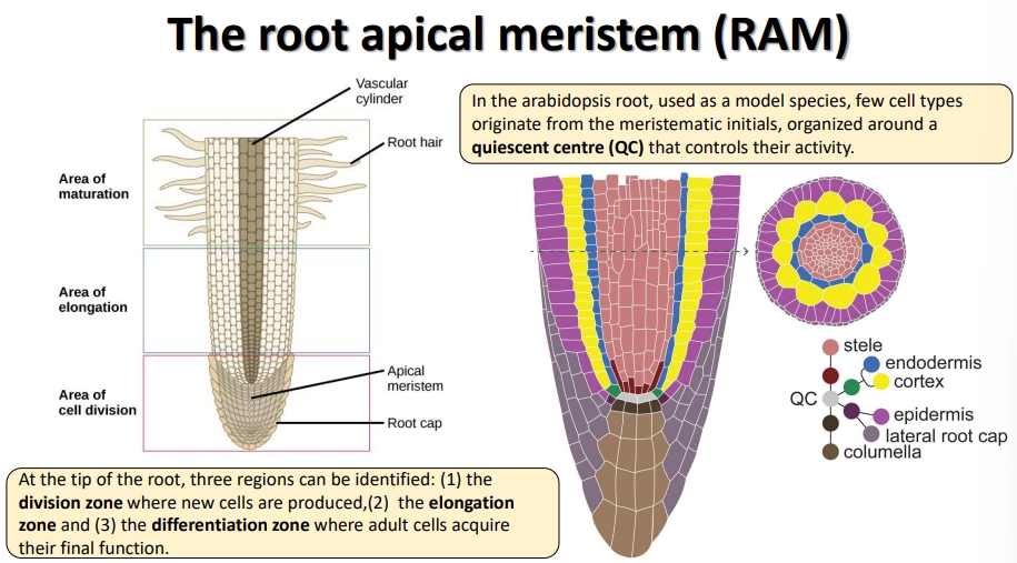 <ul><li><p>at the tips of roots, there are three regions: the <strong>division </strong>zone, the <strong>elongation</strong> zone and the maturation zone (for the development of secondary features)</p></li><li><p>at the dividion zone of Arabidopsis, the rate of meristem cell division is controlled by a cluster of <strong>4 </strong>cells called the<strong> quiescent centre</strong></p></li><li><p>the root cap is made up of the <strong>lateral root cap </strong>itself and the <strong>columella</strong>, a cluster of cells at the tip that contain <strong>amyloplasts </strong>used to sense the direction of gravity</p></li><li><p>the new cells then differentiate into the <strong>stele</strong>, <strong>endodermis</strong>, <strong>cortex </strong>and <strong>epidermis </strong>(including root hairs)</p></li><li><p>root hairs are produced at epidermal cells that are in <strong>contact </strong>with <strong>two inner cortex cells, </strong>due to receiving sufficient diffusible signals from the edges of these cells</p></li><li><p>lateral root primordia (LRP) are <strong>inactive </strong>meristems at regular intervals that <strong>don’t activate </strong>until the cells from the <strong>outermost </strong>layer of the <strong>stele </strong>(<strong>pericycle</strong>) begin to <strong>divide </strong>and break through, due to <strong>auxin peaks</strong></p></li></ul><p></p>