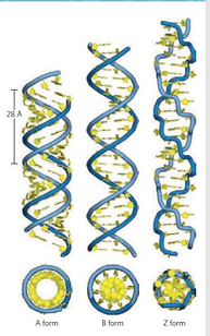 <p>DNA can occur in different structural forms:</p><ul><li><p><strong>B-DNA:</strong></p><ul><li><p>Most common and stable form under physiological conditions</p></li><li><p>Right-handed double helix</p></li><li><p>About <strong>10.5 base pairs per turn</strong></p></li></ul></li><li><p><strong>A-DNA:</strong></p><ul><li><p>Favored in low-water conditions</p></li><li><p>Right-handed helix</p></li><li><p>Wider than B-DNA</p></li><li><p>About <strong>11 base pairs per turn</strong></p></li><li><p>Bases are tilted about <strong>20°</strong></p></li></ul></li><li><p><strong>Z-DNA:</strong></p><ul><li><p>Left-handed helix</p></li><li><p>More slender and elongated</p></li><li><p>About <strong>12 base pairs per turn</strong></p></li><li><p>Backbone has a <strong>zigzag</strong> shape</p></li><li><p>May be involved in gene regulation or recombination</p></li></ul></li></ul><p></p>
