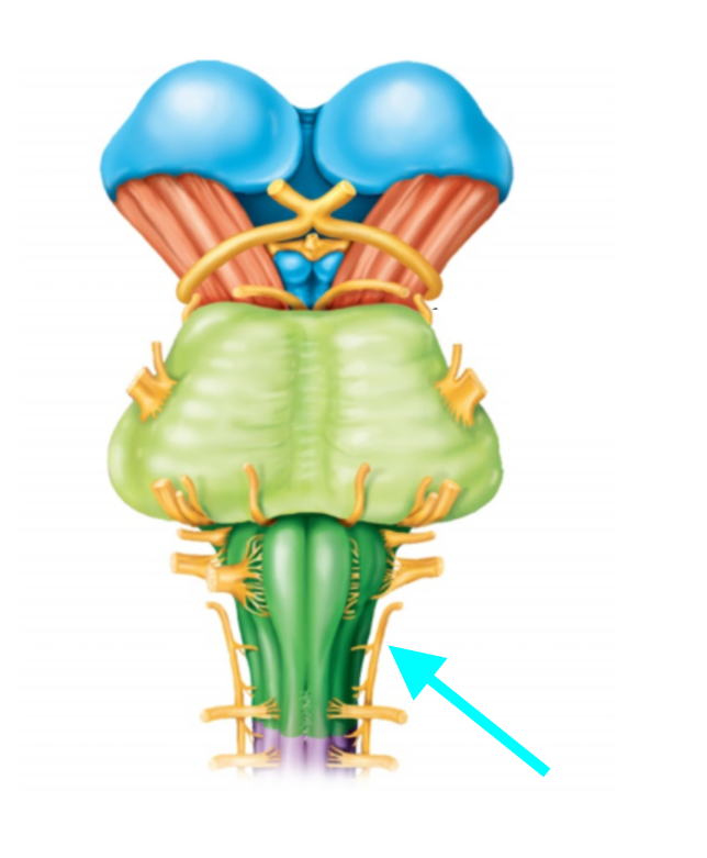 <p>Nerve, number, sensory or motor?</p>