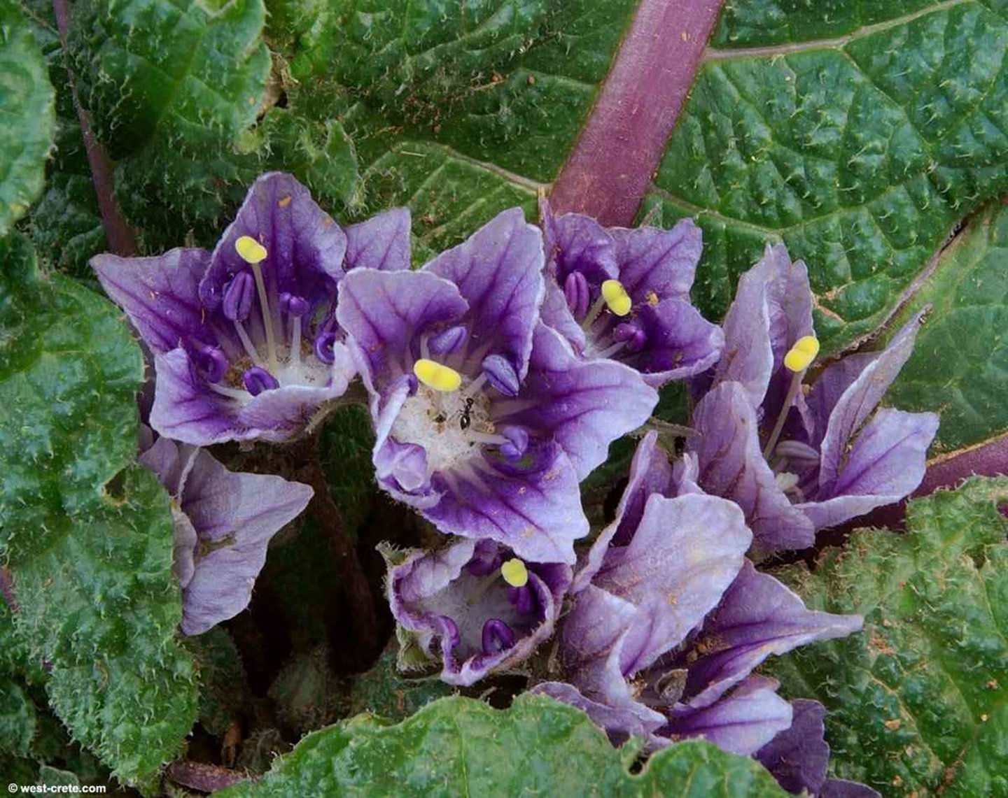 <p>Deadly member of the solanaceae family</p>