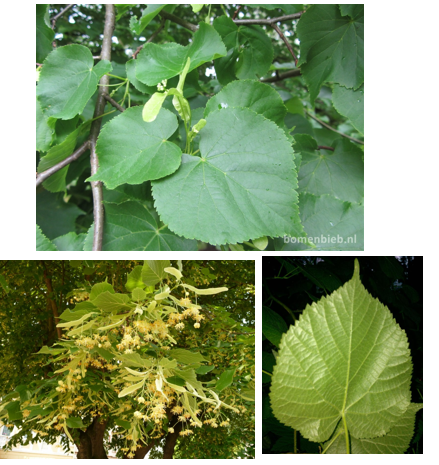 <p>Hartvormig blad</p><p>geen rosse haartjes</p><p>groter blad dan winterlinde</p>
