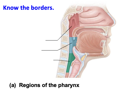 <p><strong>On a sagittal model, the region posterior to the nasal cavity and above the soft palate is labeled. What is it?</strong></p>