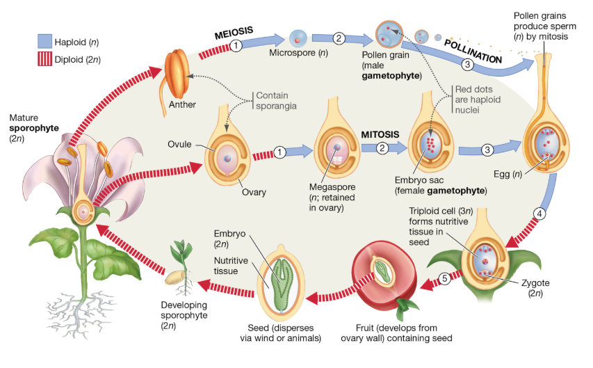 <p>What is the step-by-step life cycle of a flowering plant?</p>