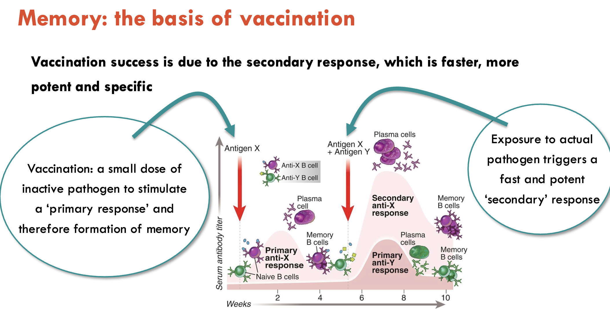 <ul><li><p><span>The production of memory B/T cells allow vaccinations to be effective</span></p></li><li><p><span>By inoculating a patient = giving them the primary exposure to the virus</span></p><ul><li><p><span>Introducing the antigen to their immune system</span></p></li><li><p><span>Allows their body to find the antibodies / chemicals or proteins to kill it</span></p></li></ul></li><li><p><span>Upon secondary exposure to pathogen (i.e. when patient contracts it naturally) = they have a less severe reaction to pathogen</span></p></li></ul><p></p>