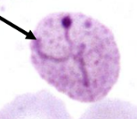 <p><strong>irregular, constantly changing form</strong> driven by the protrusion and retraction of temporary cytoplasmic extensions called <strong>pseudopods</strong> </p>