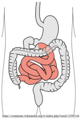 <p>jejunum, ileum</p>