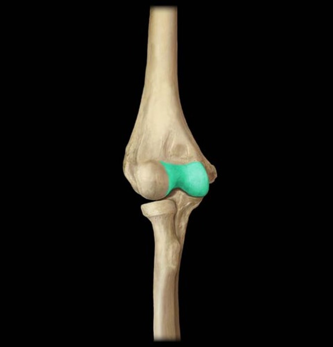 <p>a smooth, grooved articular process shaped like a pulley</p>