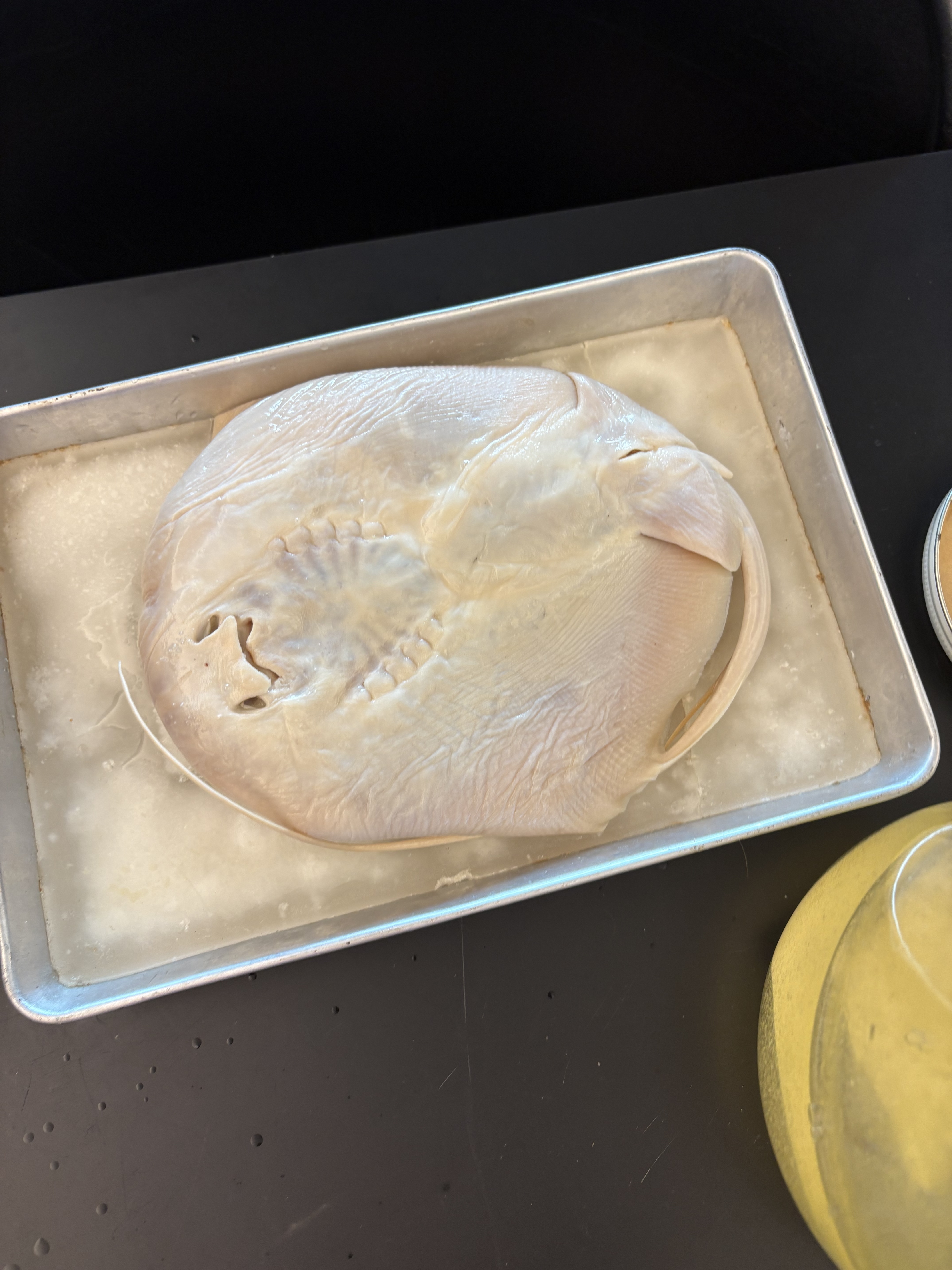 <p>What is the Superclass, Class, Subclass, Order, and Name of this species?</p>