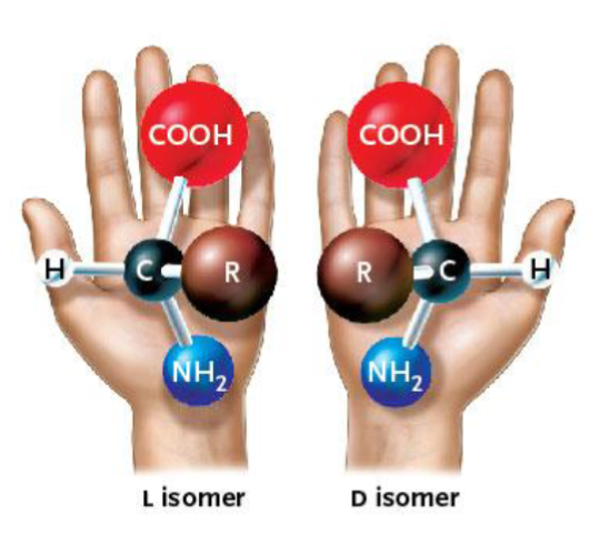 <p><span data-name="black_small_square" data-type="emoji">▪</span> Stereoisomers are mirror-image forms of a molecule.</p><p><span data-name="black_small_square" data-type="emoji">▪</span> The same atoms are connected in the same order, but</p><p>arranged differently in space.</p><p><span data-name="black_small_square" data-type="emoji">▪</span> Biological enzymes often recognize only one form.</p><p><span data-name="black_small_square" data-type="emoji">▪</span> This is why molecular shape matters</p><p></p><p>Example: D-Glucose and L-Glucose</p><p><span data-name="black_small_square" data-type="emoji">▪</span> Chiral centers have 4 different</p><p>substituents</p><p><span data-name="black_small_square" data-type="emoji">▪</span> Enantiomers: arranged in a mirror</p><p>image</p><p><span data-name="black_small_square" data-type="emoji">▪</span> Diastereomers: not mirror images</p><p><span data-name="black_small_square" data-type="emoji">▪</span> Why is this important?</p><p><span data-name="black_small_square" data-type="emoji">▪</span> D-glucose is recognized by our</p><p>enzymes and is metabolized to give us</p><p>energy (calories)</p><p><span data-name="black_small_square" data-type="emoji">▪</span> L-glucose is not and thus hase zero</p><p>calories (artificial sugar)</p>