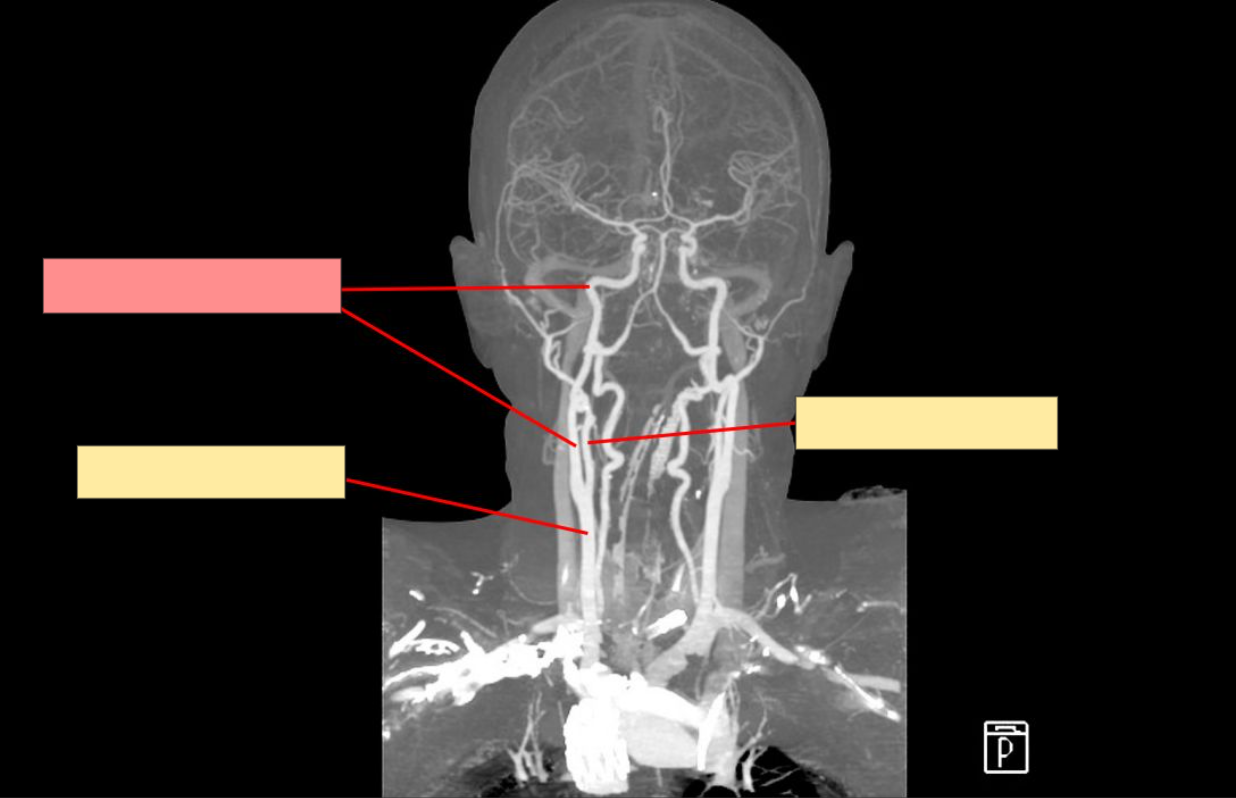 <p>What is this structure?</p>