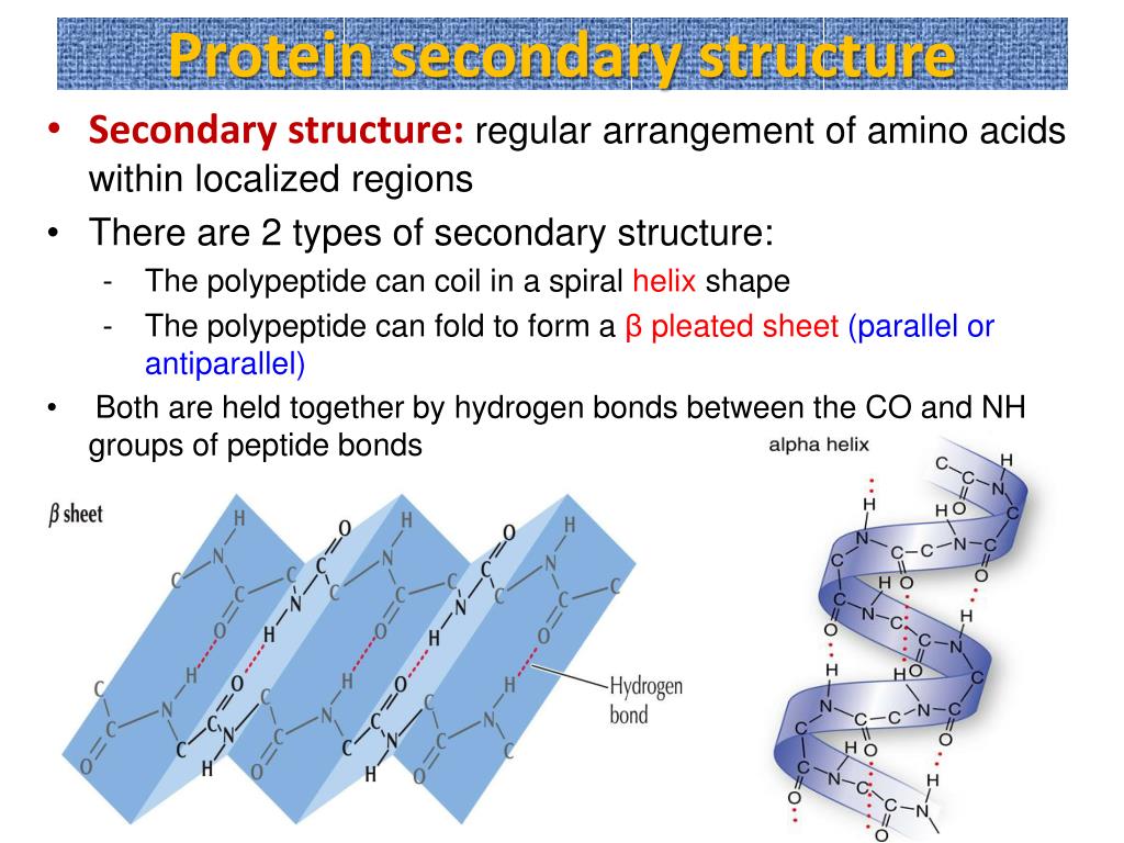 <p>Coiled/folded shaped held together by hydrogen bonds</p><p>Most commonly alpha helix or b sheet</p><p>Most proteins have multiple alpha and B sheet regions joined by segments of less orderly areas. </p>