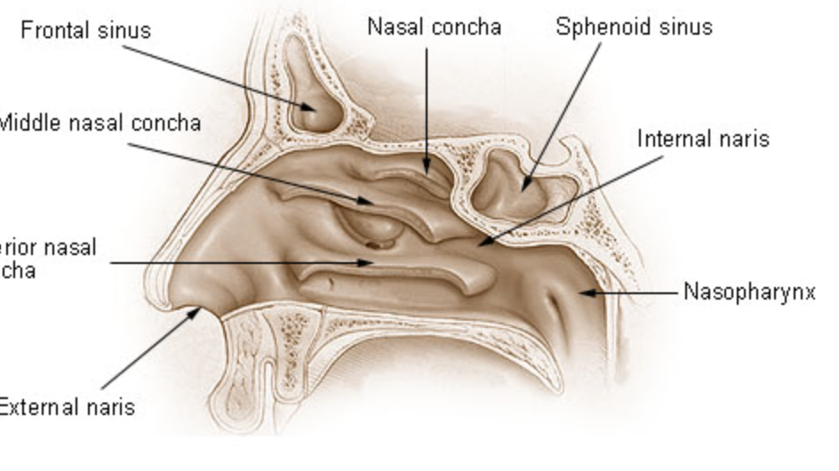<p>occur in the skull, surrounded by bone, larger cavity, lateral surface has 3 bony, shelf like projections out of the fossae (superior, middle and inferior, with superior closest to the eyes and inferior closest to the mouth), functions to condition air, increases surface area of nasal fassae (increases contact between air and bony surfaces), causes air to swirl (helps with conditioning)</p>