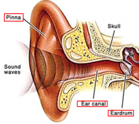 <p>Part of external ear.  carries sound waves to eardrum. Have ceruminous glands that secrete cerumen (earwax). </p>
