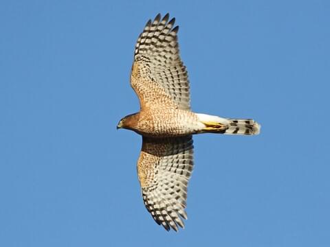 <p>Accipiter cooperii (Cooper’s hawk) </p>