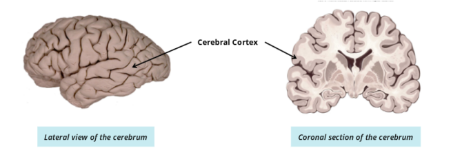 <p>The outer layer of the cerebrum is known as the cerebral cortex. In a coronal section, it can be distinguished from other neural tissue by its dark grey colour.</p>