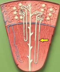 <p>Identify this section of the structure (be specific).</p>