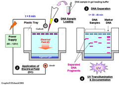 <p>Type of Chromatography, used to separate nucleic acids based on size/length of chain. The media serves as the stationary phase and the nucleic acid as the mobile phase. Negatively charged nucleic acids travel toward the anode (positive end). Smaller strands travel faster than larger chains.</p>