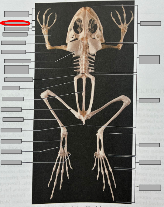 <p>What part of the organism is this?</p>