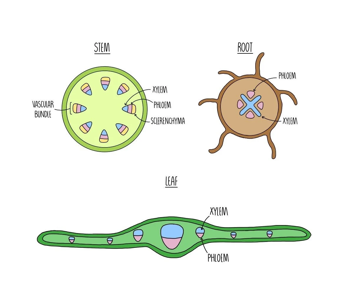 knowt flashcard image