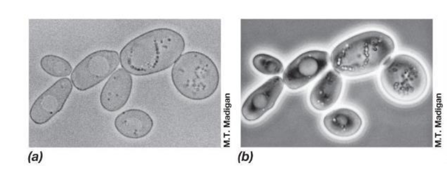 <ol><li><p>Phase ring amplifies difference in refractive index of cell and surroundings </p></li><li><p>Dark cells on a light background </p></li><li><p>No stain needed, can see live samples</p></li></ol><p></p>