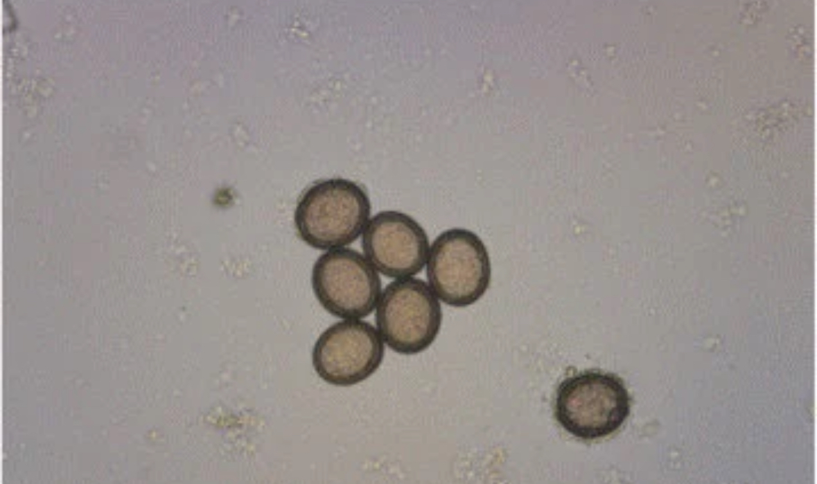 <p>Adult lives in small intestines of canids</p><p></p><p>Diagnostics: Eggs in fecal flotation, segments found in feces or perinatal region</p>