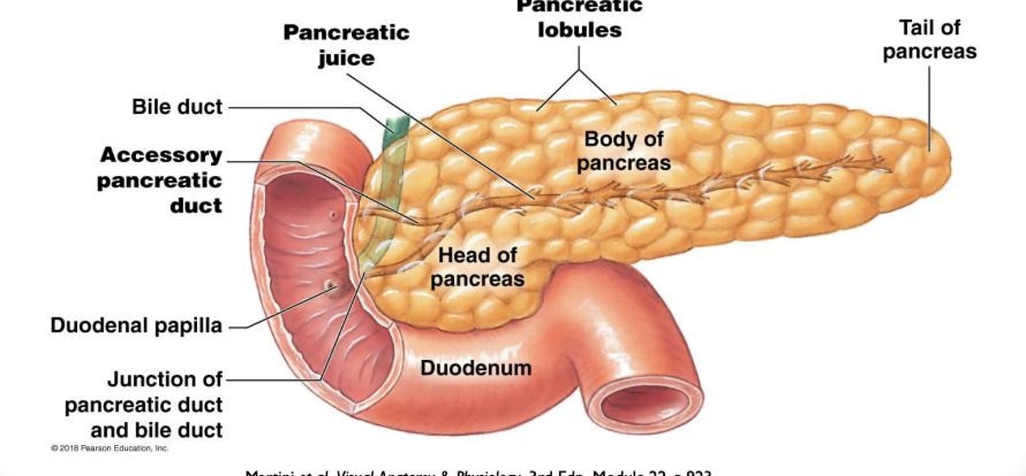 <p>It carries zymogens from the pancreas into the small intestine.</p>