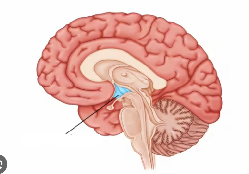 <p>Homeostasis; hunger, thirst, temp, pituitary comms</p>