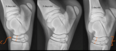 <p>He said not to worry about grading, but here are some tarsal bones, with the least mature on the left side and most mature on the right</p>