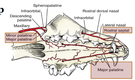 knowt flashcard image