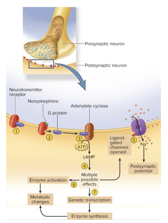 <p>norepinephrine is the neurotransmitter. slower than cholingeric and GABA-ergic synapses. advantage is enzyme amplification</p><p></p><ol><li><p>monoamines and neuropeptides bind to G-protein coupled receptors on postsynaptic membrane</p></li><li><p>activation of second messenger systems such as cAMP</p></li></ol><p></p><p></p><p></p>