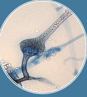 <p>Genus </p>