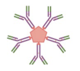 <p> Responsible for the early stages of immunity</p>