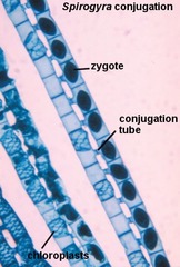 <p>Domain: Eukarya</p><p>Phylum: Chlorophyta (Green algae)</p><p>Kingdom: Protista</p><p>Class: Charophyceae</p><p>Genus: /Spirogyra/</p><p>Form: Filamentous</p><p>Life Cycle: Zygotic</p><p>Structures: </p><p> - Biflagellate (2 flagella)</p><p> - Conjugation tubes</p>