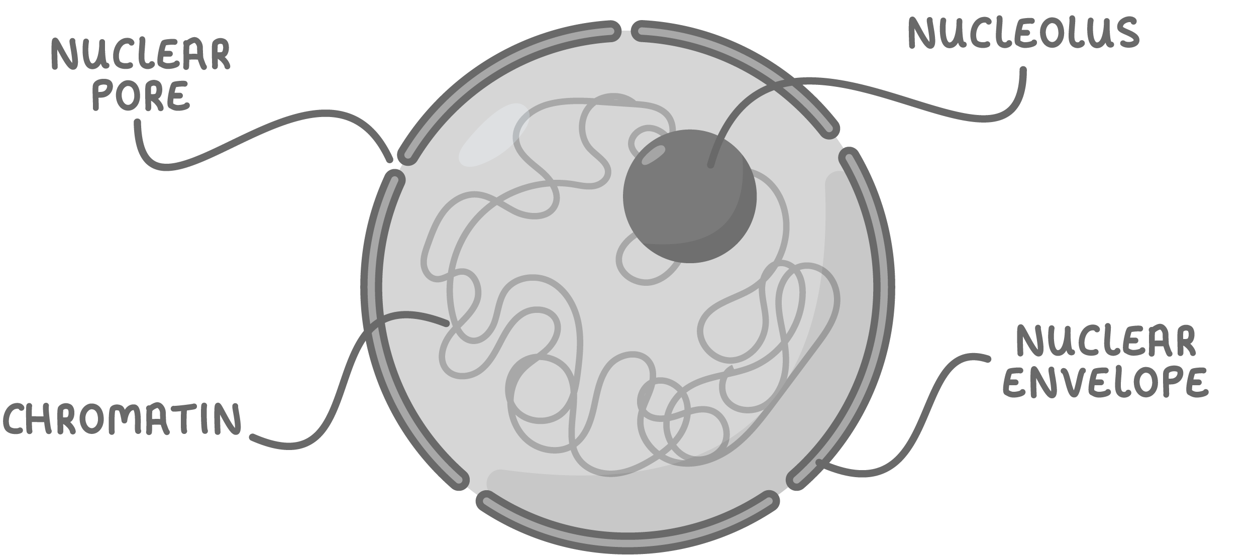 <ul><li><p>nuclear envelope/double membrane <strong>and</strong> pores</p></li><li><p>chromosomes/chromatin/DNA w/ <u>histones</u></p></li><li><p>nucleolus/nucleoli</p></li></ul><p></p>
