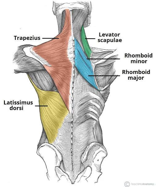<p>extrinsic back superficial layer</p>