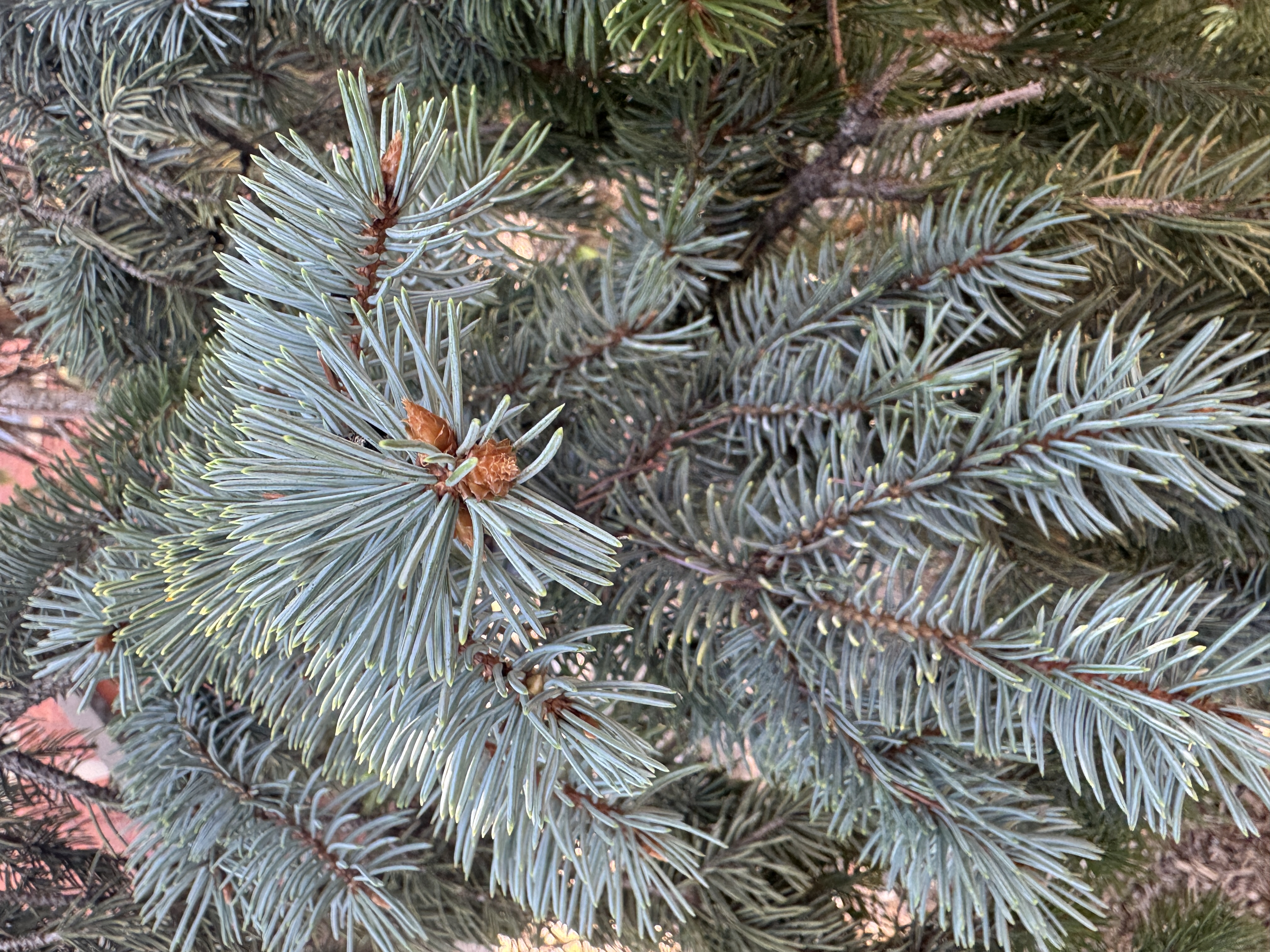 <p>Needle are square = spruce </p><ul><li><p>single attache </p></li></ul><p>Bud </p><ul><li><p>orange and paper like </p></li></ul><p></p>