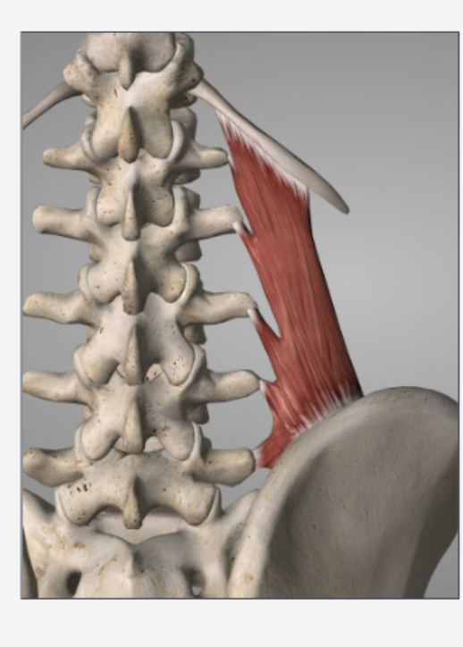 <ul><li><p>Ipsilateral Lateral Flexion</p></li><li><p>Bilateral Extension</p></li><li><p>Fixes/Depresses 12th Rib</p></li><li><p>Stabilizes Spine &amp; Pelvis</p></li></ul><p></p>