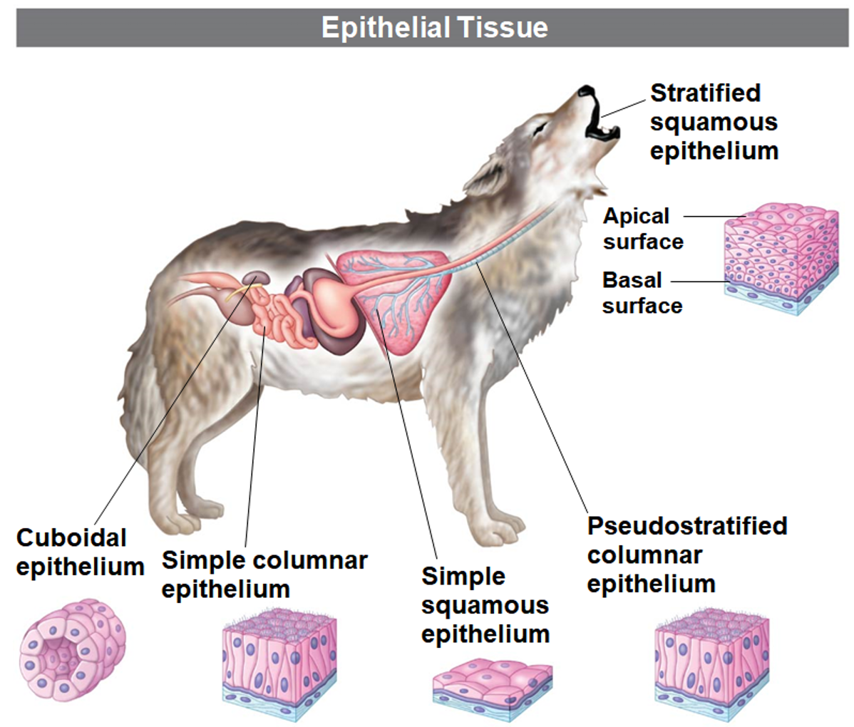 <p>Epithelial Tissue</p>