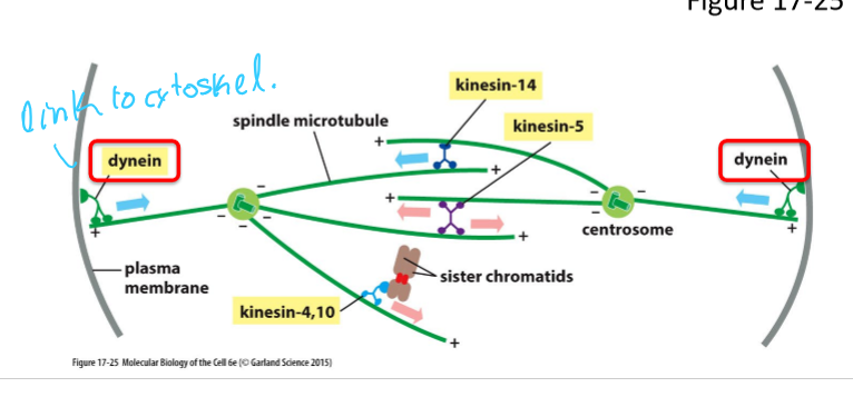 <ul><li><p>Link astral microtubules with actin cytoskeleton at the cell cortex</p></li><li><p>Pulls spindle poles towards cell cortex and away from each other, by moving towards - end </p></li></ul><p></p>