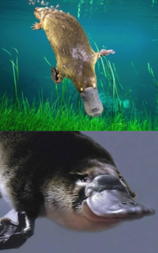 <p>Subclass Prototheria</p><p>Order Monotremata</p><p>Family Ornithorhynchidae (bird-bill)</p><p>range Australia</p>