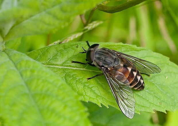 <p>rad:</p><p>druh:</p>