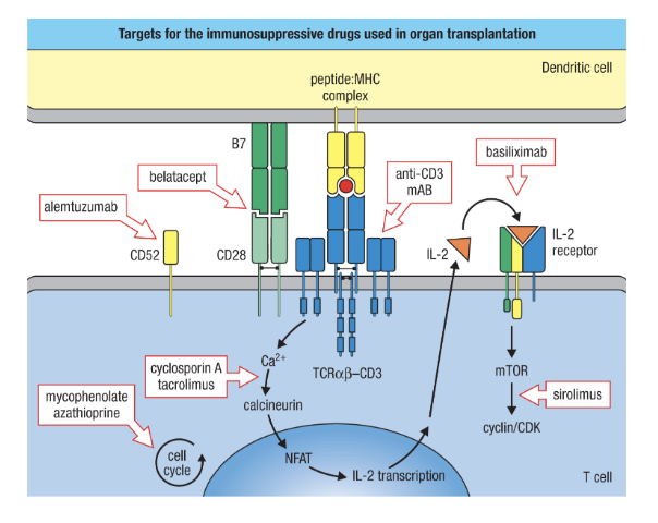 <ol><li><p>they inhibit broad general inflammatory gene transciirption</p><ol><li><p>sterridos (prednstone)</p></li></ol></li><li><p>target T cells for destruction</p><ol><li><p>anti CD3</p></li><li><p>Alemtuzumab</p></li></ol></li><li><p>Prevent T cell activation and proliferation</p><ol><li><p><span style="background-color: transparent; font-family: "Open Sans", sans-serif;">Belatacept (synthetic CTLA-4)</span></p></li><li><p><span style="background-color: transparent; font-family: "Open Sans", sans-serif;">Basiliximab (IL-2R antagonist)</span></p></li><li><p><span style="background-color: transparent; font-family: "Open Sans", sans-serif;">Mycophenolate &amp; azathioprine (cell cycle inhibitors)</span></p></li><li><p><span style="background-color: transparent; font-family: "Open Sans", sans-serif;">Cyclosporin A &amp; tacrolimus (Ca2+ signalling inhibitors)</span></p></li><li><p><span style="background-color: transparent; font-family: "Open Sans", sans-serif;">Sirolimus (“rapamycin”) reduces IL-2 signalling</span></p></li></ol></li></ol><p></p>