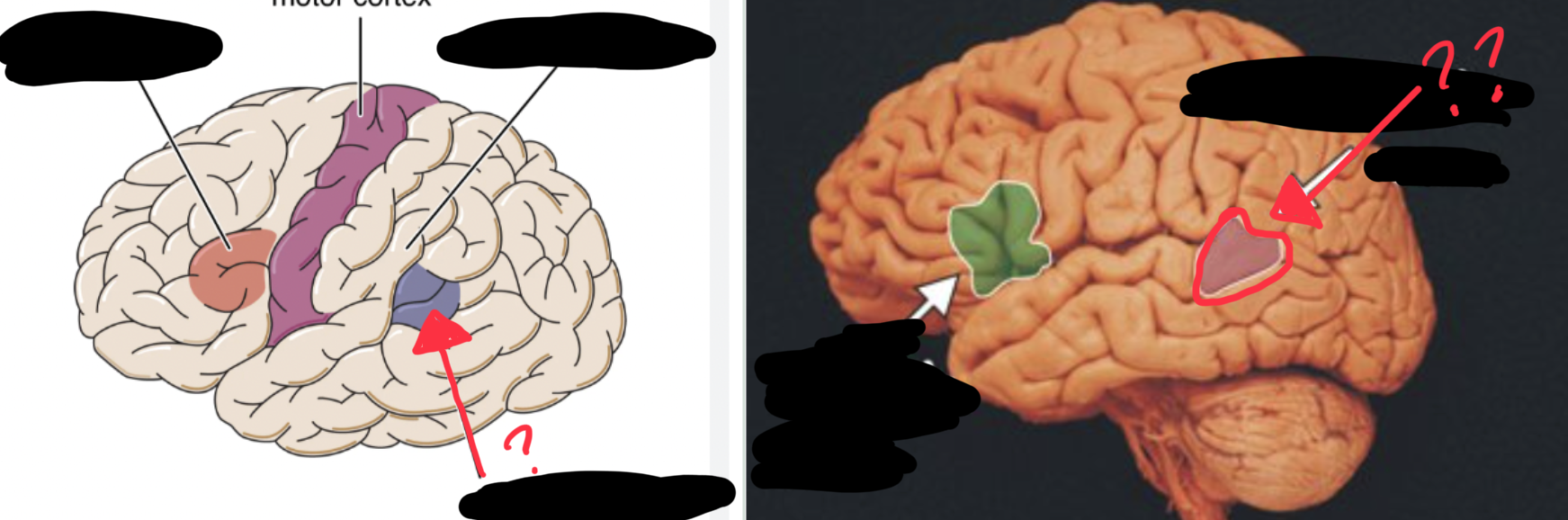 <p>Language comprehension</p>