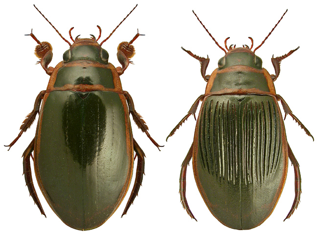 <p></p><p>rad:</p><p>druh:</p>